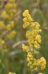 Yellow Spring bedstraw 